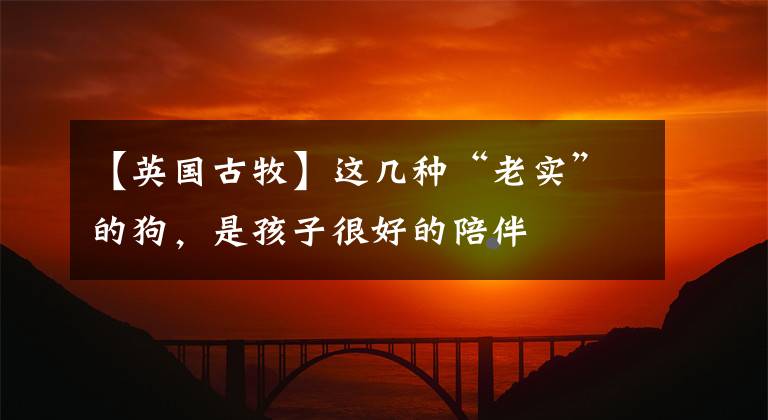 【英国古牧】这几种“老实”的狗,是孩子很好的陪伴
