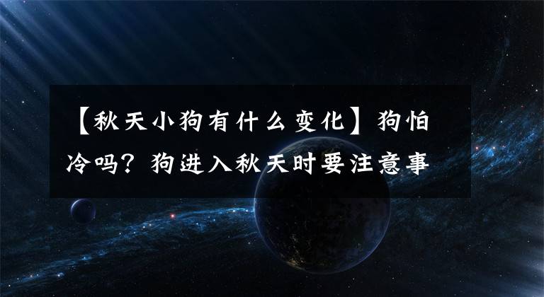 【秋天小狗有什么变化】狗怕冷吗？狗进入秋天时要注意事项。