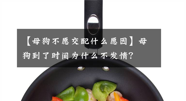 【母狗不愿交配什么愿因】母狗到了时间为什么不发情?