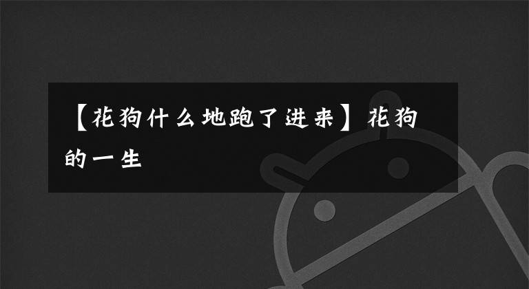 【花狗什么地跑了进来】花狗的一生