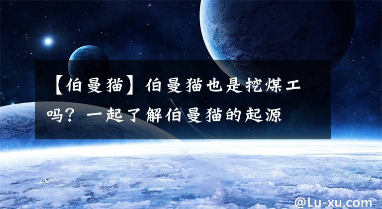 【伯曼猫】伯曼猫也是挖煤工吗？一起了解伯曼猫的起源