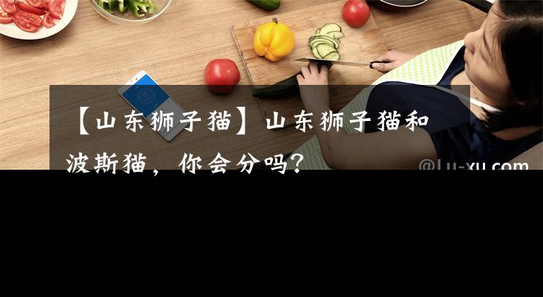 【山东狮子猫】山东狮子猫和波斯猫，你会分吗？