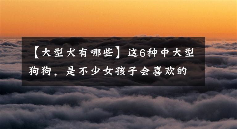 【大型犬有哪些】这6种中大型狗狗,是不少女孩子会喜欢的吧?