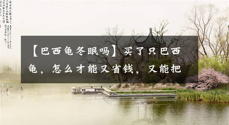 【巴西龟冬眠吗】买了只巴西龟,怎么才能又省钱,又能把它养好