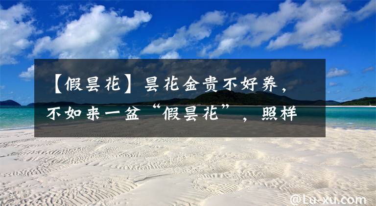 【假昙花】昙花金贵不好养，不如来一盆“假昙花”，照样开花惊艳