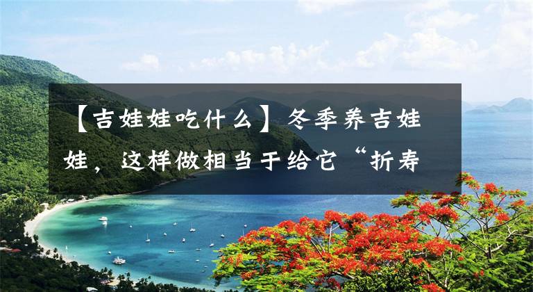 【吉娃娃吃什么】冬季养吉娃娃，这样做相当于给它“折寿”