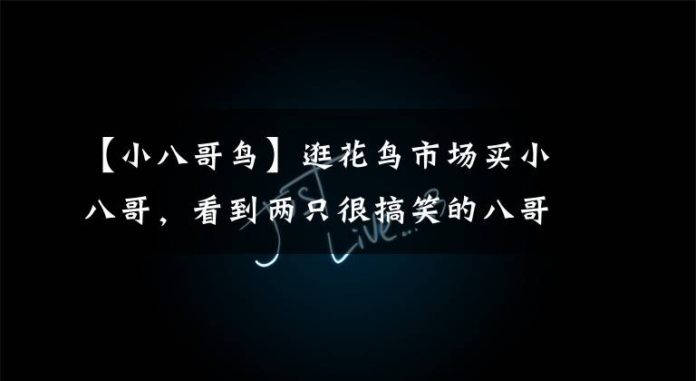 【小八哥鸟】逛花鸟市场买小八哥，看到两只很搞笑的八哥鸟，真招人喜欢