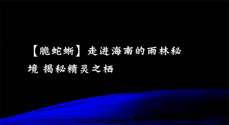 【脆蛇蜥】走进海南的雨林秘境 揭秘精灵之栖