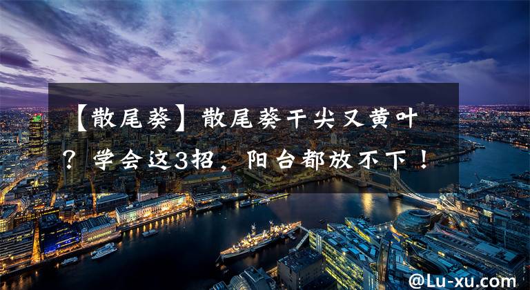 【散尾葵】散尾葵干尖又黄叶？学会这3招，阳台都放不下！