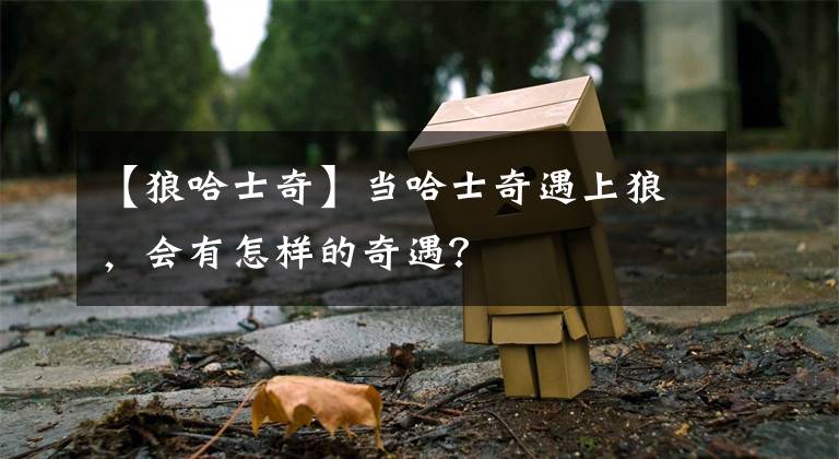 【狼哈士奇】当哈士奇遇上狼,会有怎样的奇遇?