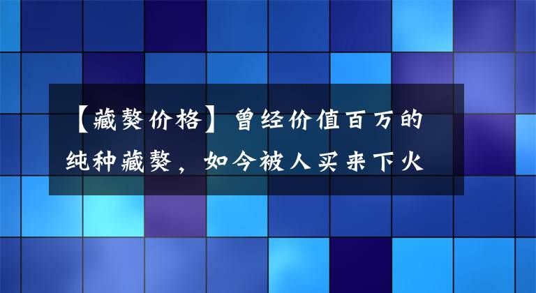 【藏獒价格】曾经价值百万的纯种藏獒，如今被人买来下火锅，只卖几百元！
