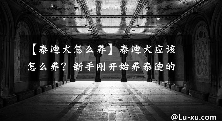 【泰迪犬怎么养】泰迪犬应该怎么养?新手刚开始养泰迪的时候应该注意什么?