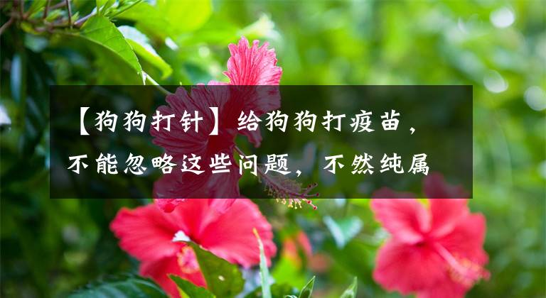 【狗狗打针】给狗狗打疫苗,不能忽略这些问题,不然纯属白打