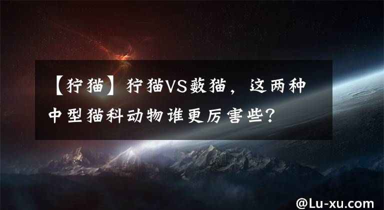 【狞猫】狞猫VS薮猫,这两种中型猫科动物谁更厉害些?