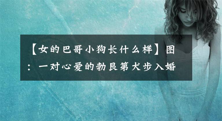 【女的巴哥小狗长什么样】图：一对心爱的勃艮第犬步入婚姻殿堂