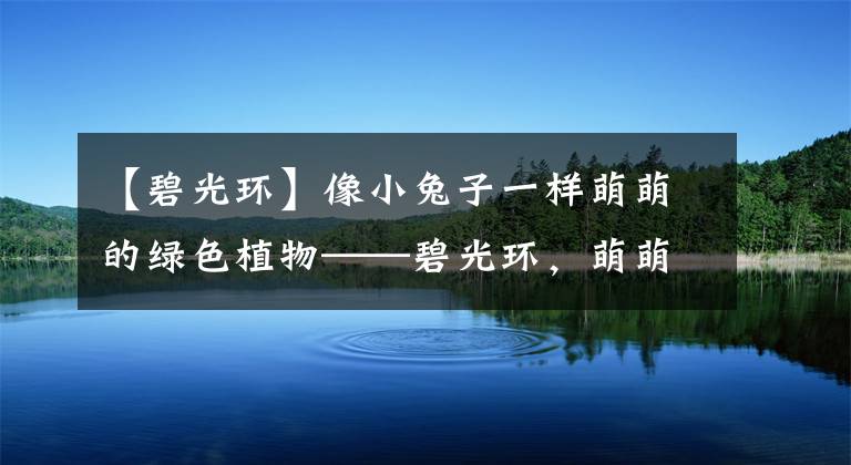 【碧光环】像小兔子一样萌萌的绿色植物——碧光环，萌萌哒！