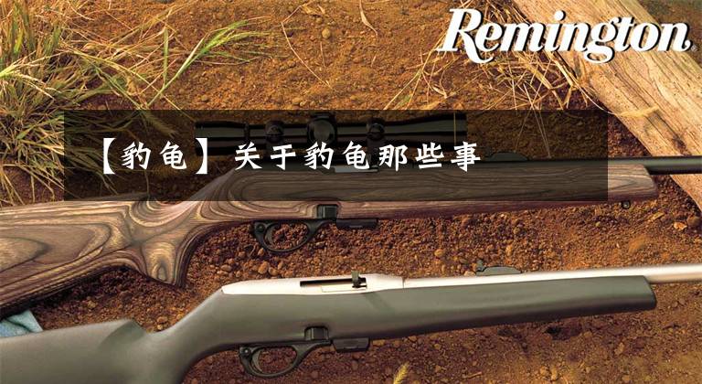 【豹龟】关于豹龟那些事