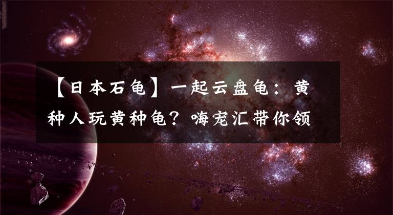 【日本石龟】一起云盘龟：黄种人玩黄种龟？嗨宠汇带你领略黄喉之美