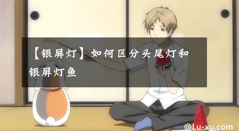 【银屏灯】如何区分头尾灯和银屏灯鱼