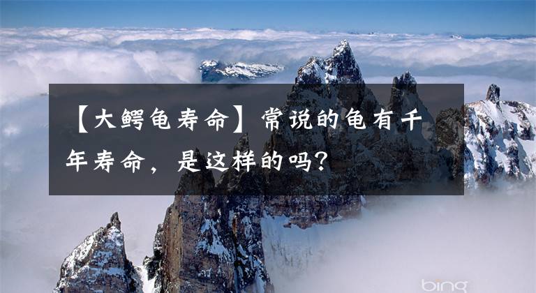 【大鳄龟寿命】常说的龟有千年寿命，是这样的吗？