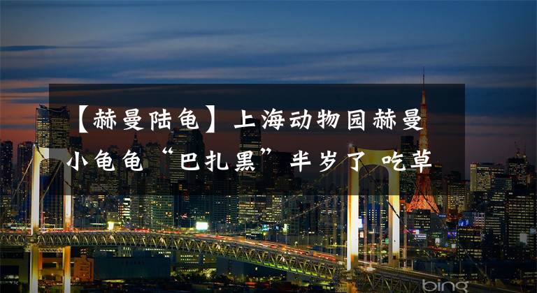 【赫曼陆龟】上海动物园赫曼小龟龟“巴扎黑”半岁了 吃草莓、打哈欠萌化饲养员