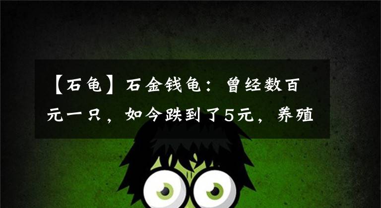 【石龟】石金钱龟：曾经数百元一只，如今跌到了5元，养殖户叫苦，咋了？