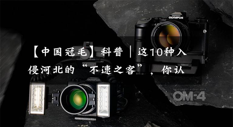 【中国冠毛】科普|这10种入侵河北的“不速之客”,你认识几种?