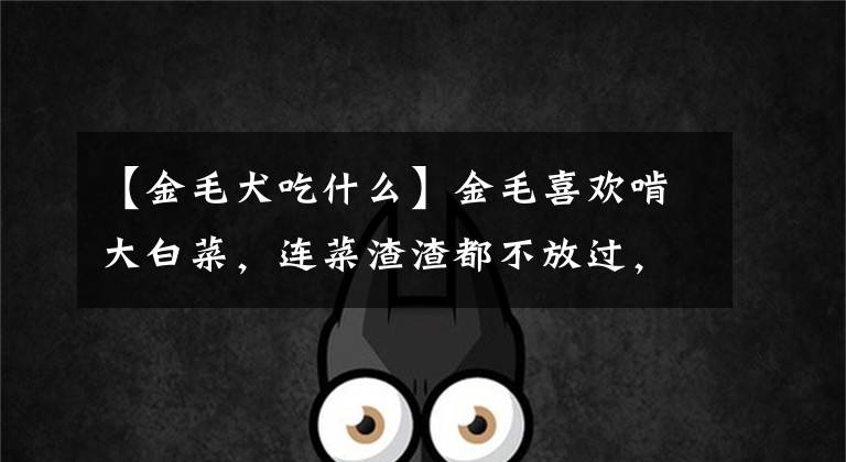 【金毛犬吃什么】金毛喜欢啃大白菜，连菜渣渣都不放过，这只金毛真好养