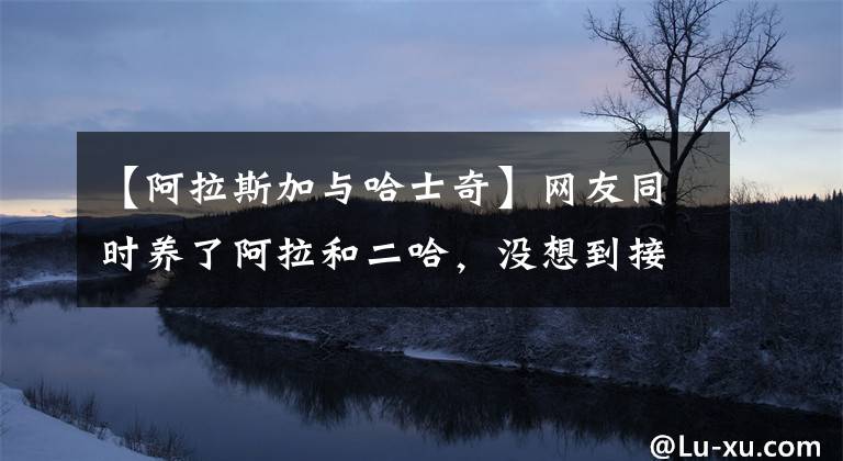 【阿拉斯加与哈士奇】网友同时养了阿拉和二哈,没想到接下来这一幕让主人欲哭无泪!