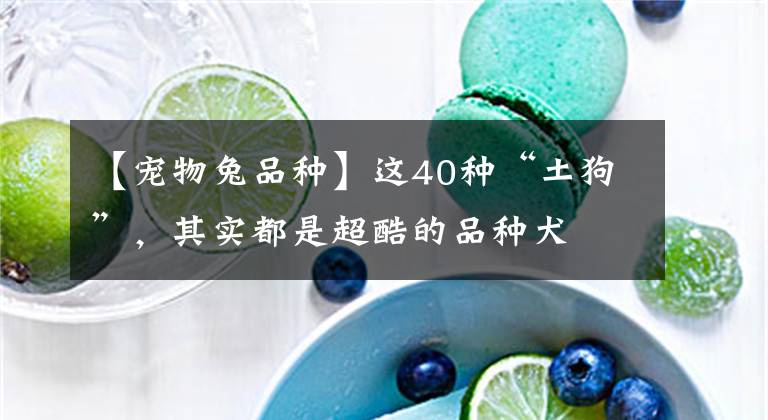 【宠物兔品种】这40种“土狗”,其实都是超酷的品种犬