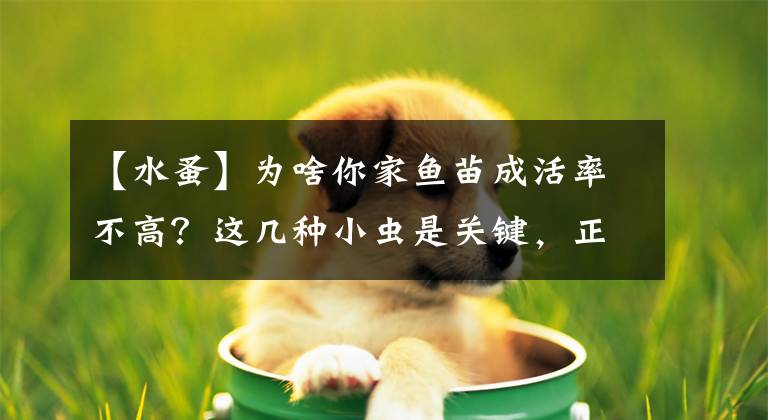 【水蚤】为啥你家鱼苗成活率不高?这几种小虫是关键,正确防治才能赚钱