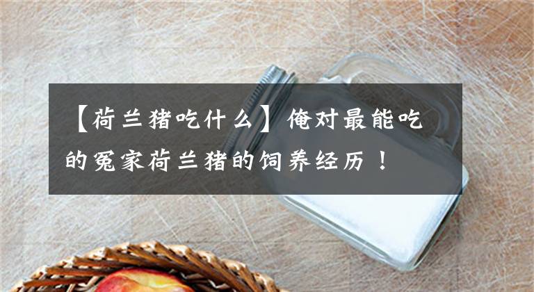 【荷兰猪吃什么】俺对最能吃的冤家荷兰猪的饲养经历!