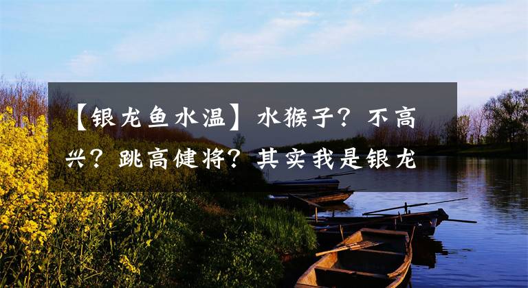 【银龙鱼水温】水猴子？不高兴？跳高健将？其实我是银龙鱼啦