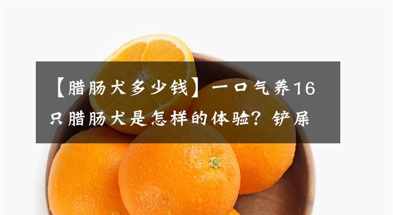 【腊肠犬多少钱】一口气养16只腊肠犬是怎样的体验？铲屎官：我还有一只拉布拉多