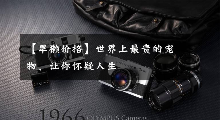 【旱獭价格】世界上最贵的宠物，让你怀疑人生