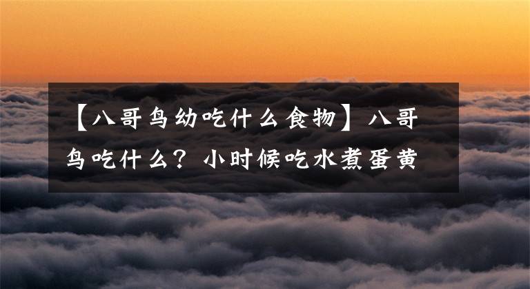 【八哥鸟幼吃什么食物】八哥鸟吃什么?小时候吃水煮蛋黄或花生。