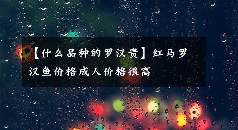 【什么品种的罗汉贵】红马罗汉鱼价格成人价格很高