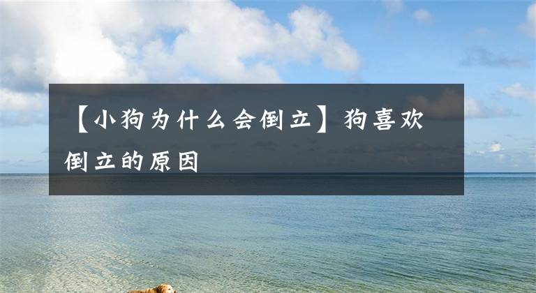 【小狗为什么会倒立】狗喜欢倒立的原因
