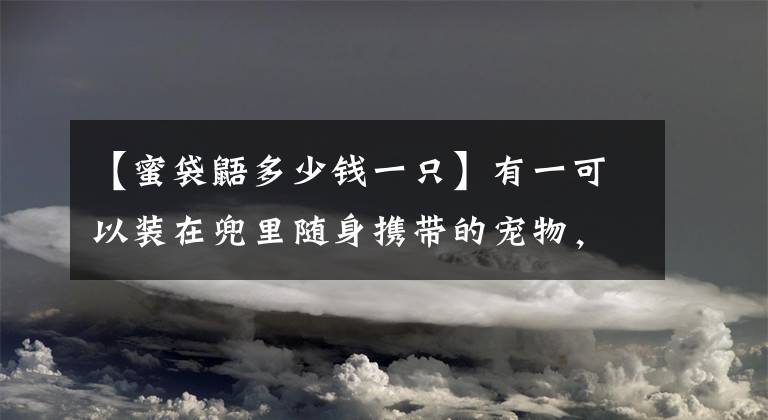 【蜜袋鼯多少钱一只】有一可以装在兜里随身携带的宠物，它就是网红大眼萌蜜袋鼯