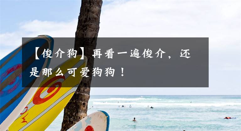 【俊介狗】再看一遍俊介,还是那么可爱狗狗!