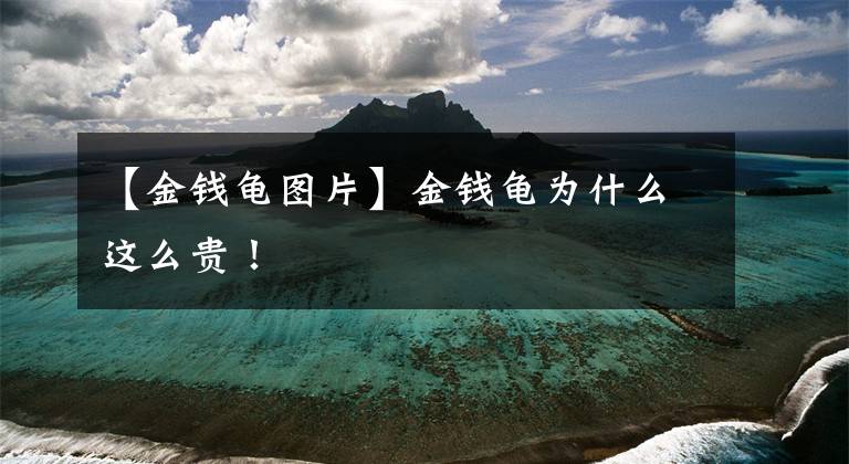 【金钱龟图片】金钱龟为什么这么贵！