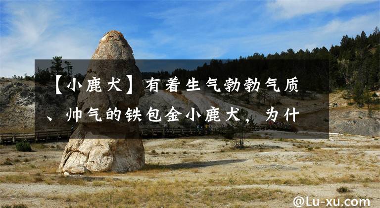 【小鹿犬】有着生气勃勃气质、帅气的铁包金小鹿犬，为什么饲养的人不多？