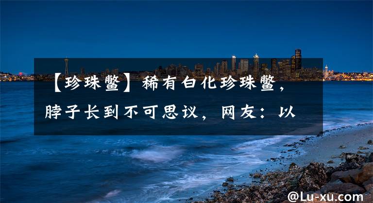【珍珠鳖】稀有白化珍珠鳖，脖子长到不可思议，网友：以为是尼斯湖水怪