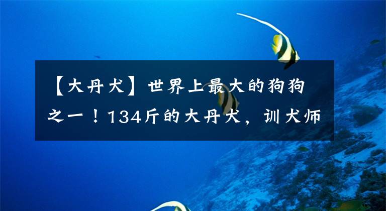 【大丹犬】世界上最大的狗狗之一！134斤的大丹犬，训犬师要怎么训练？
