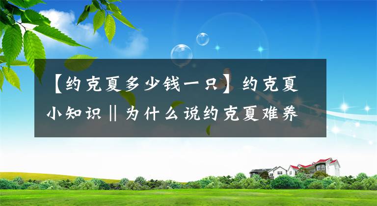 【约克夏多少钱一只】约克夏小知识‖为什么说约克夏难养