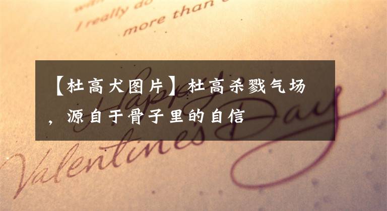 【杜高犬图片】杜高杀戮气场,源自于骨子里的自信