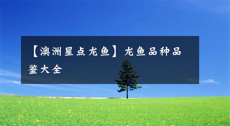 【澳洲星点龙鱼】龙鱼品种品鉴大全