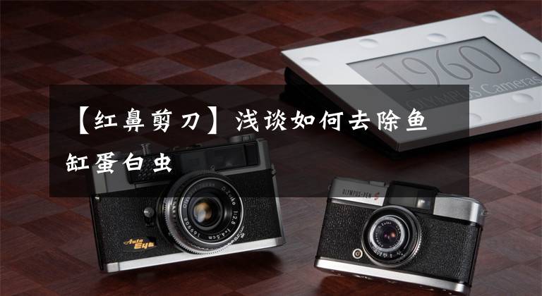 【红鼻剪刀】浅谈如何去除鱼缸蛋白虫