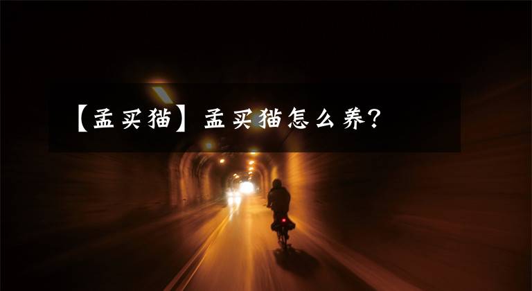 【孟买猫】孟买猫怎么养?