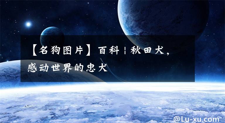 【名狗图片】百科 | 秋田犬，感动世界的忠犬